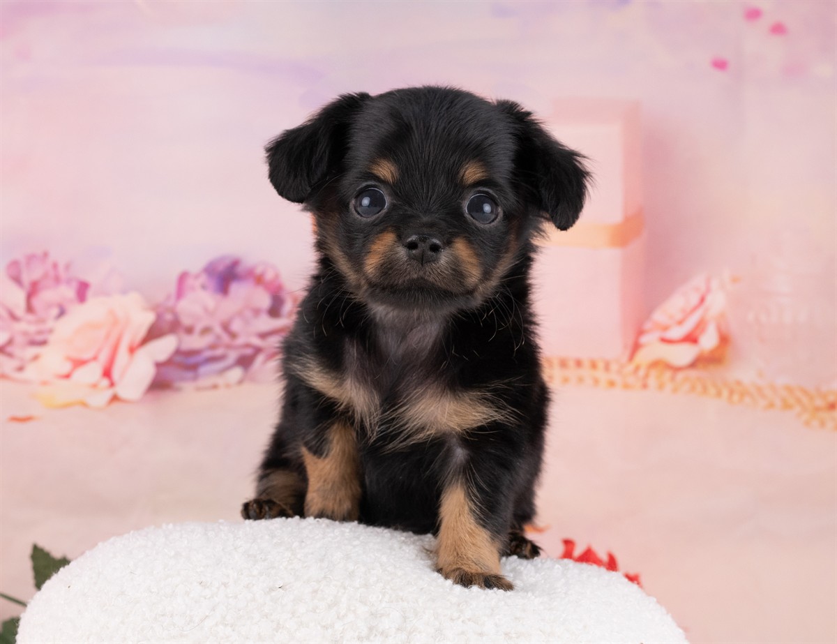チワックス | 男の子 | ブラック＆タン | 2026年2月15日（ID:dog-4000898）