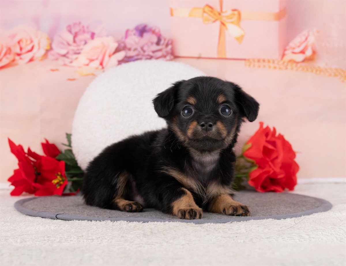 チワックス | 男の子 | ブラック＆タン | 2026年2月15日（ID:dog-4000898）