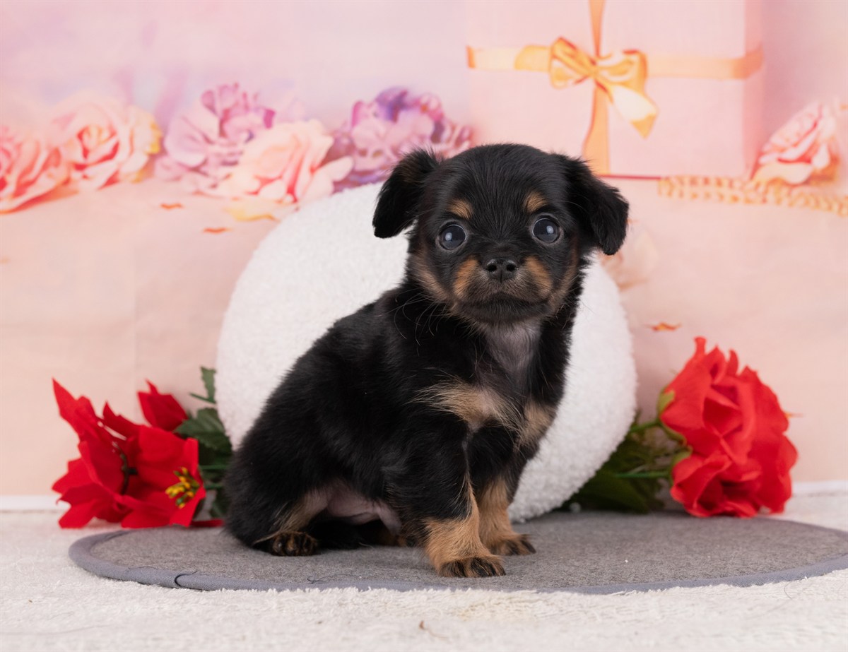 チワックス | 男の子 | ブラック＆タン | 2026年2月15日（ID:dog-4000898）