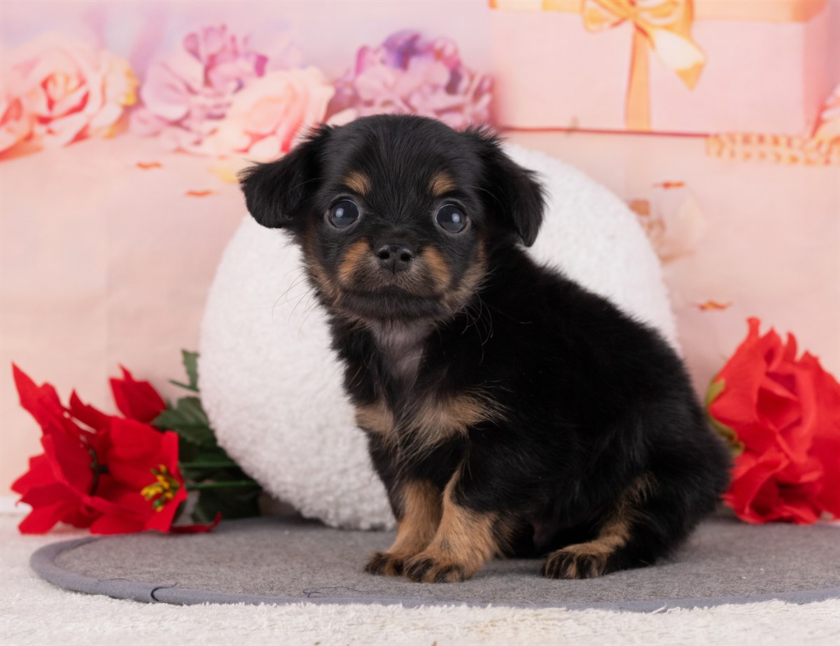 チワックス | 男の子 | ブラック＆タン | 2026年2月15日（ID:dog-4000898）