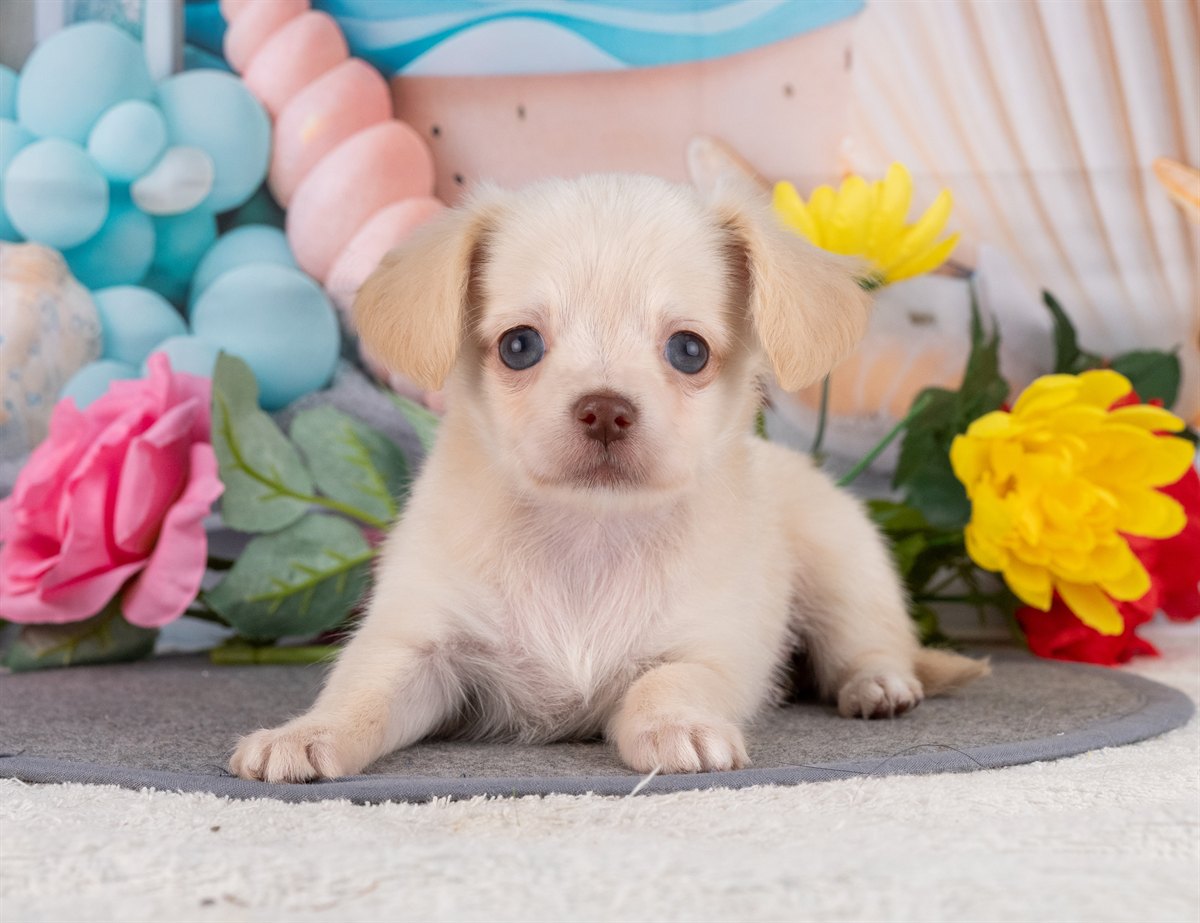 チワックス | 女の子 | クリーム | 2026年2月15日（ID:dog-4000900）
