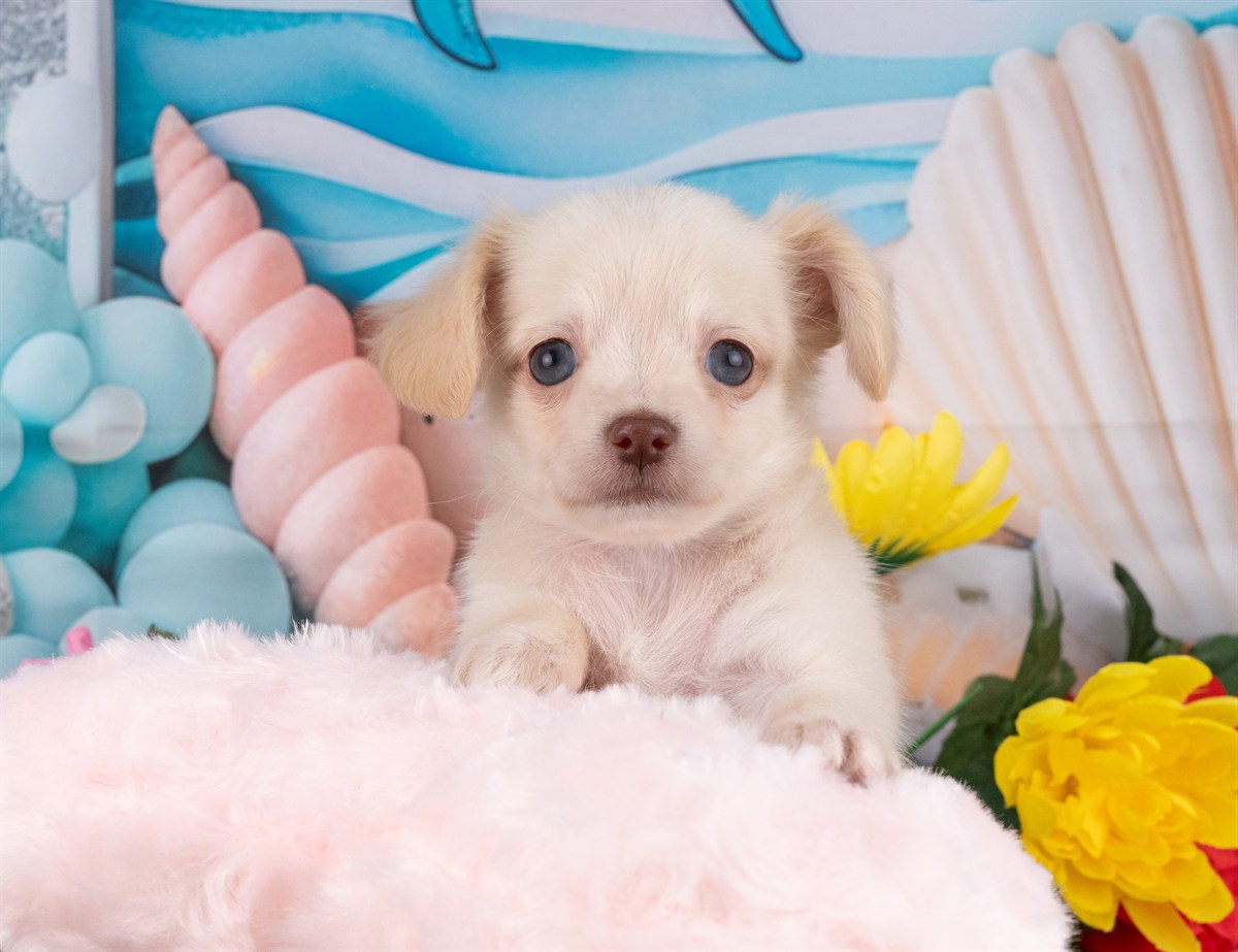 チワックス | 女の子 | クリーム | 2026年2月15日（ID:dog-4000900）