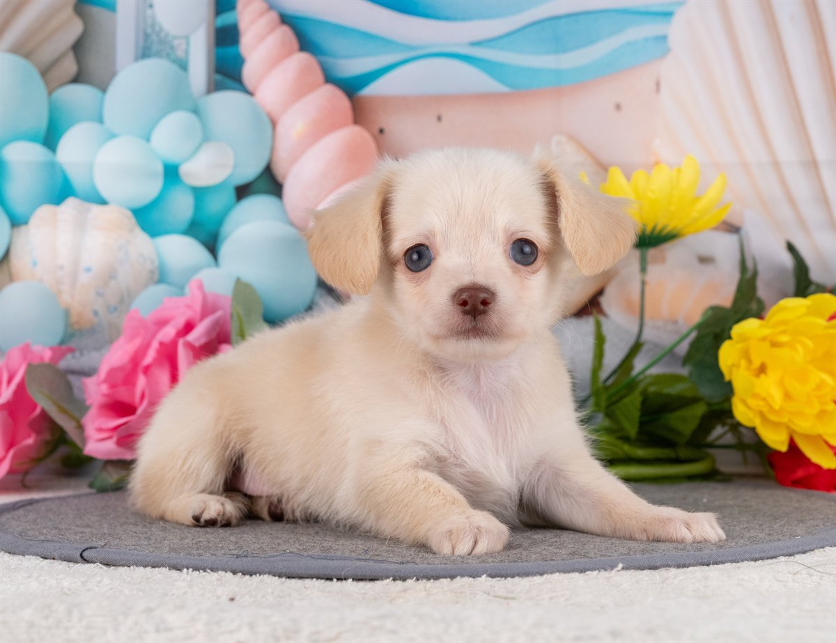 チワックス | 女の子 | クリーム | 2026年2月15日（ID:dog-4000900）