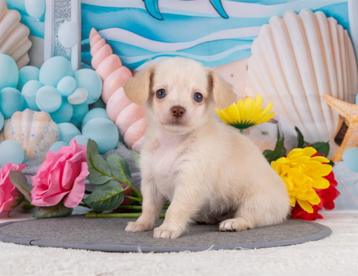 チワックス | 女の子 | クリーム | 2026年2月15日（ID:dog-4000900）