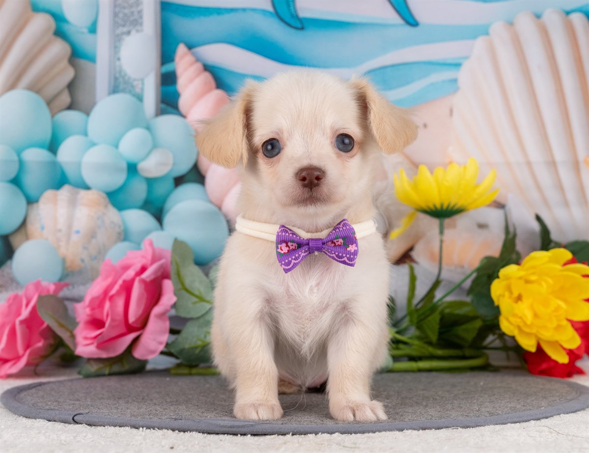 チワックス | 女の子 | クリーム | 2026年2月15日（ID:dog-4000900）