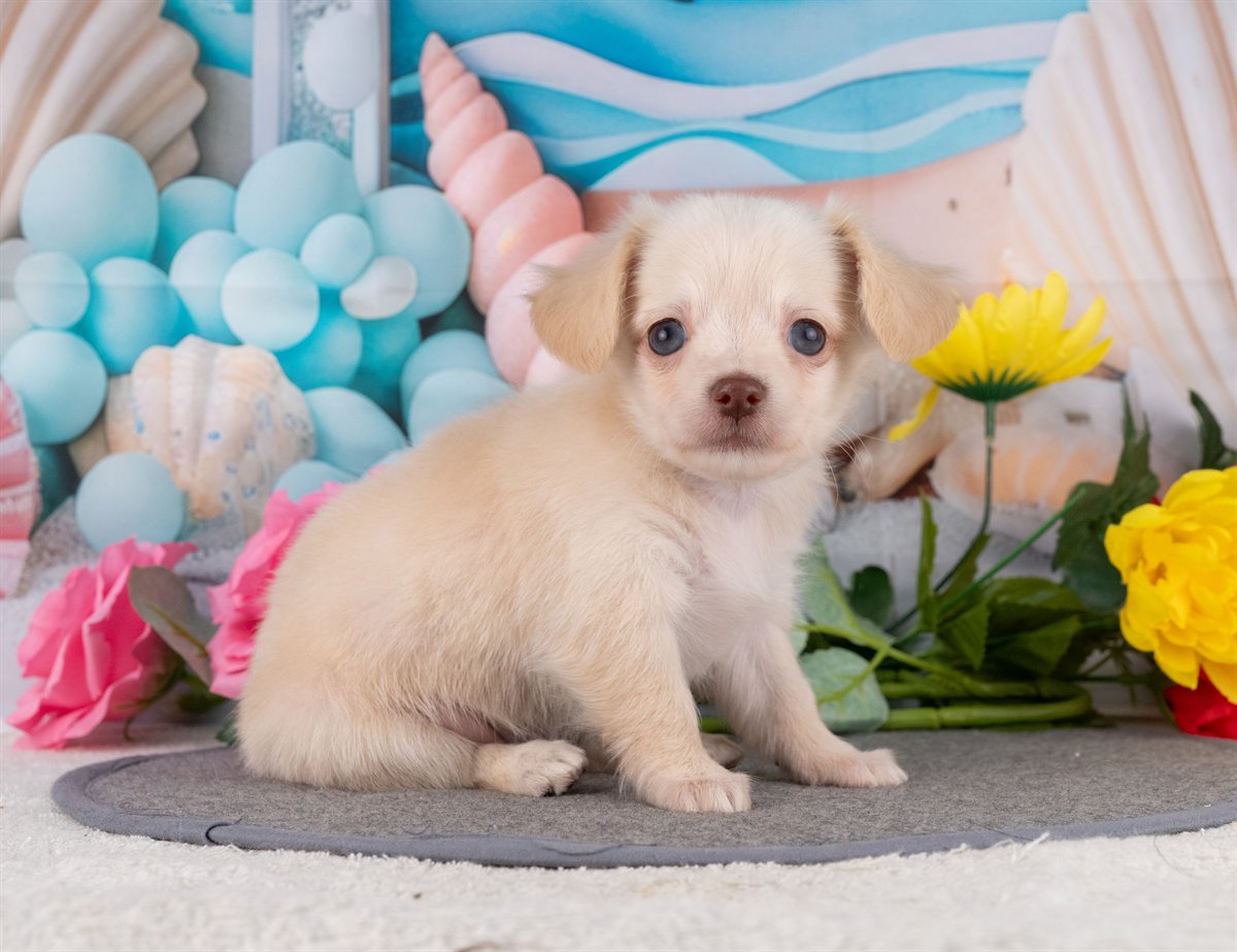 チワックス | 女の子 | クリーム | 2026年2月15日（ID:dog-4000900）