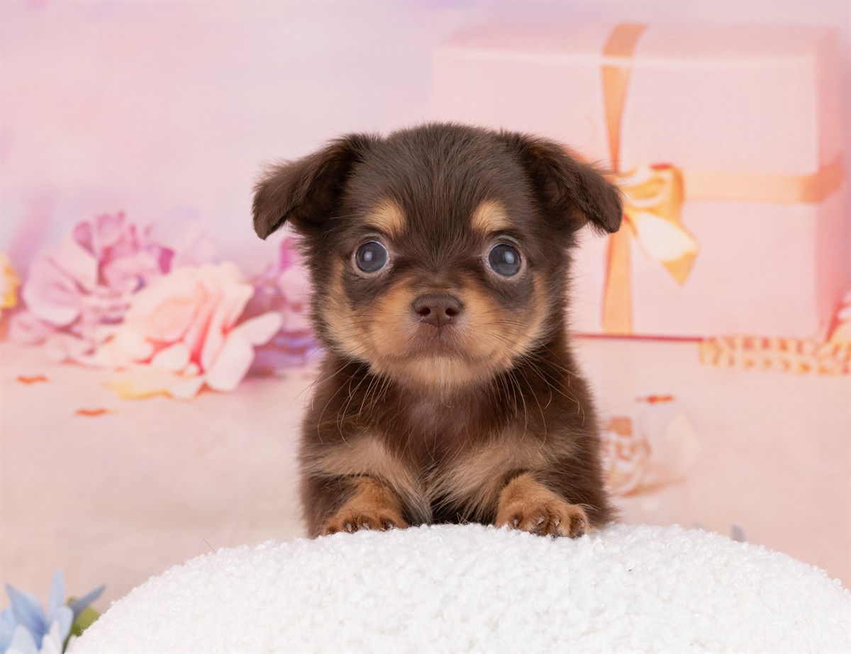 チワックス | 男の子 | チョコレート＆タン | 2026年2月15日（ID:dog-4000901）