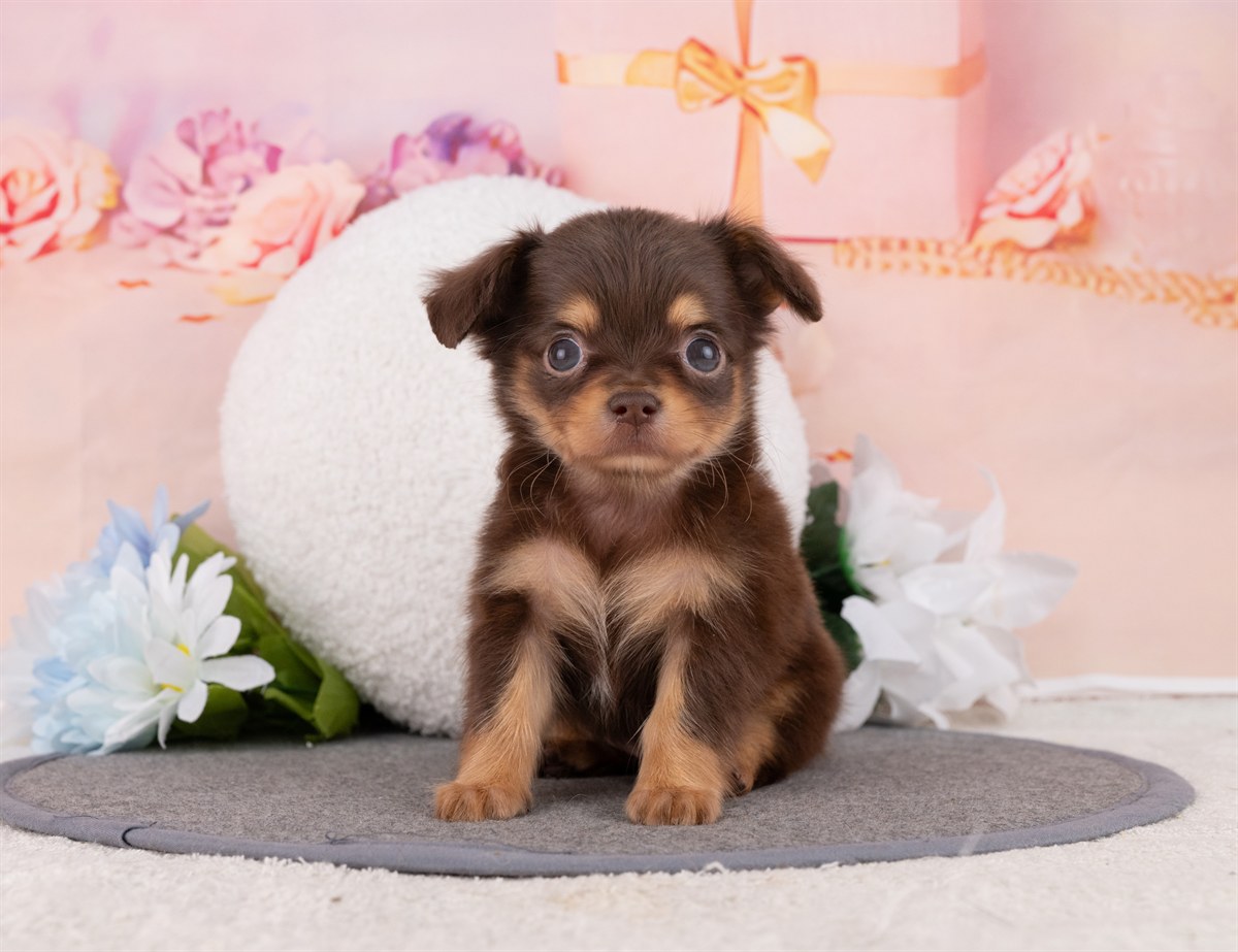 チワックス | 男の子 | チョコレート＆タン | 2026年2月15日（ID:dog-4000901）