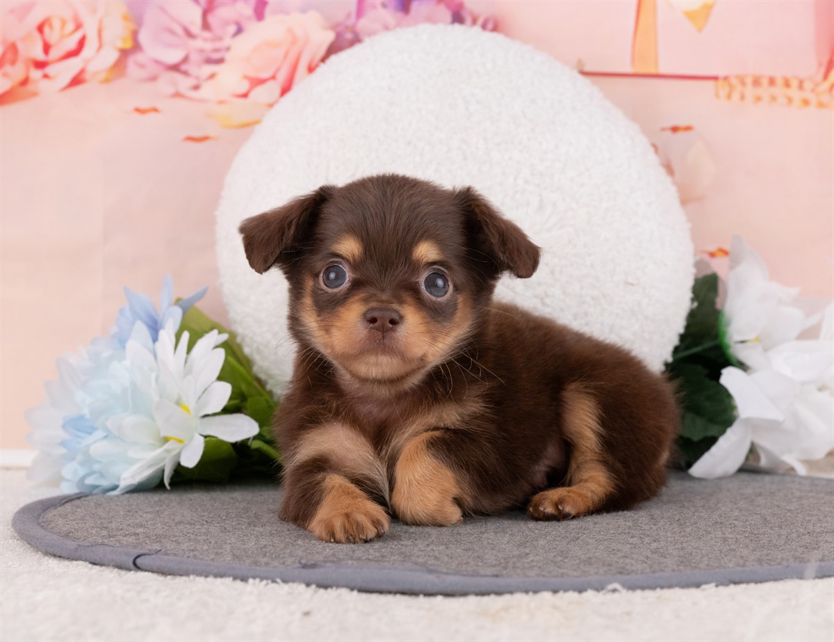 チワックス | 男の子 | チョコレート＆タン | 2026年2月15日（ID:dog-4000901）