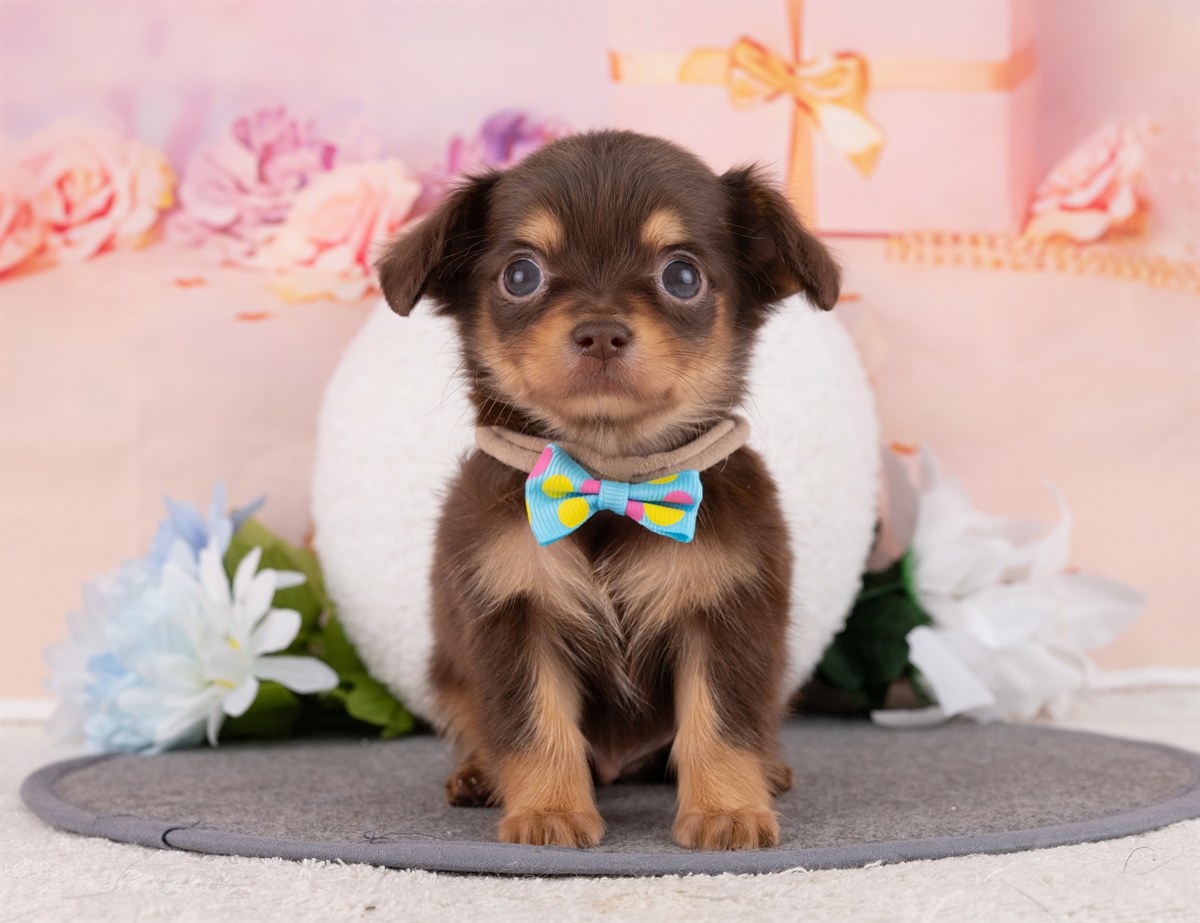 チワックス | 男の子 | チョコレート＆タン | 2026年2月15日（ID:dog-4000901）