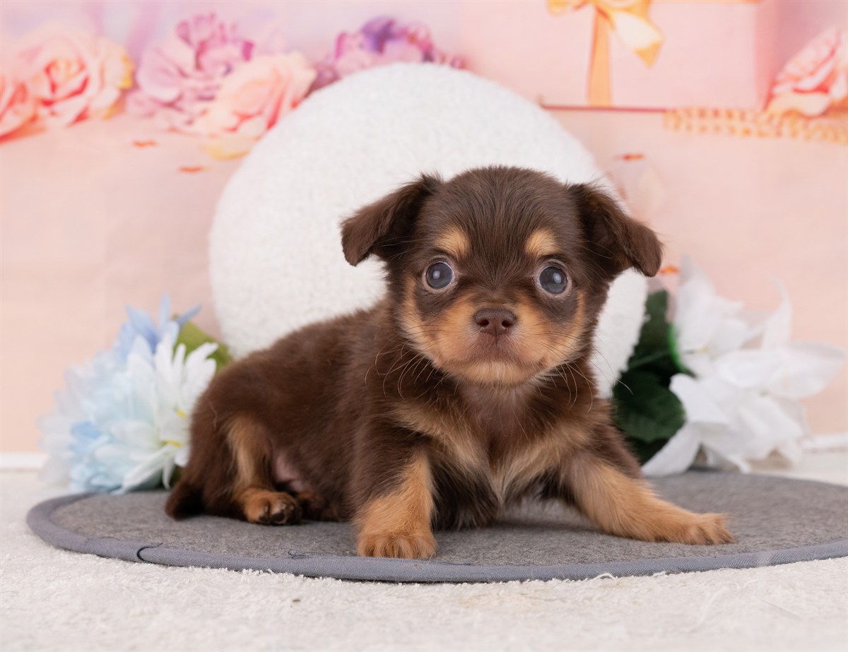 チワックス | 男の子 | チョコレート＆タン | 2026年2月15日（ID:dog-4000901）