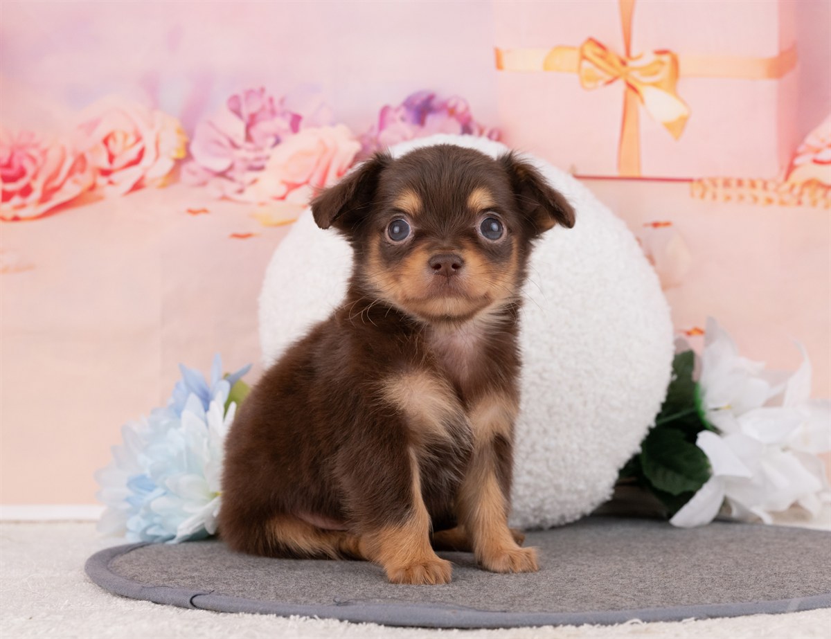 チワックス | 男の子 | チョコレート＆タン | 2026年2月15日（ID:dog-4000901）