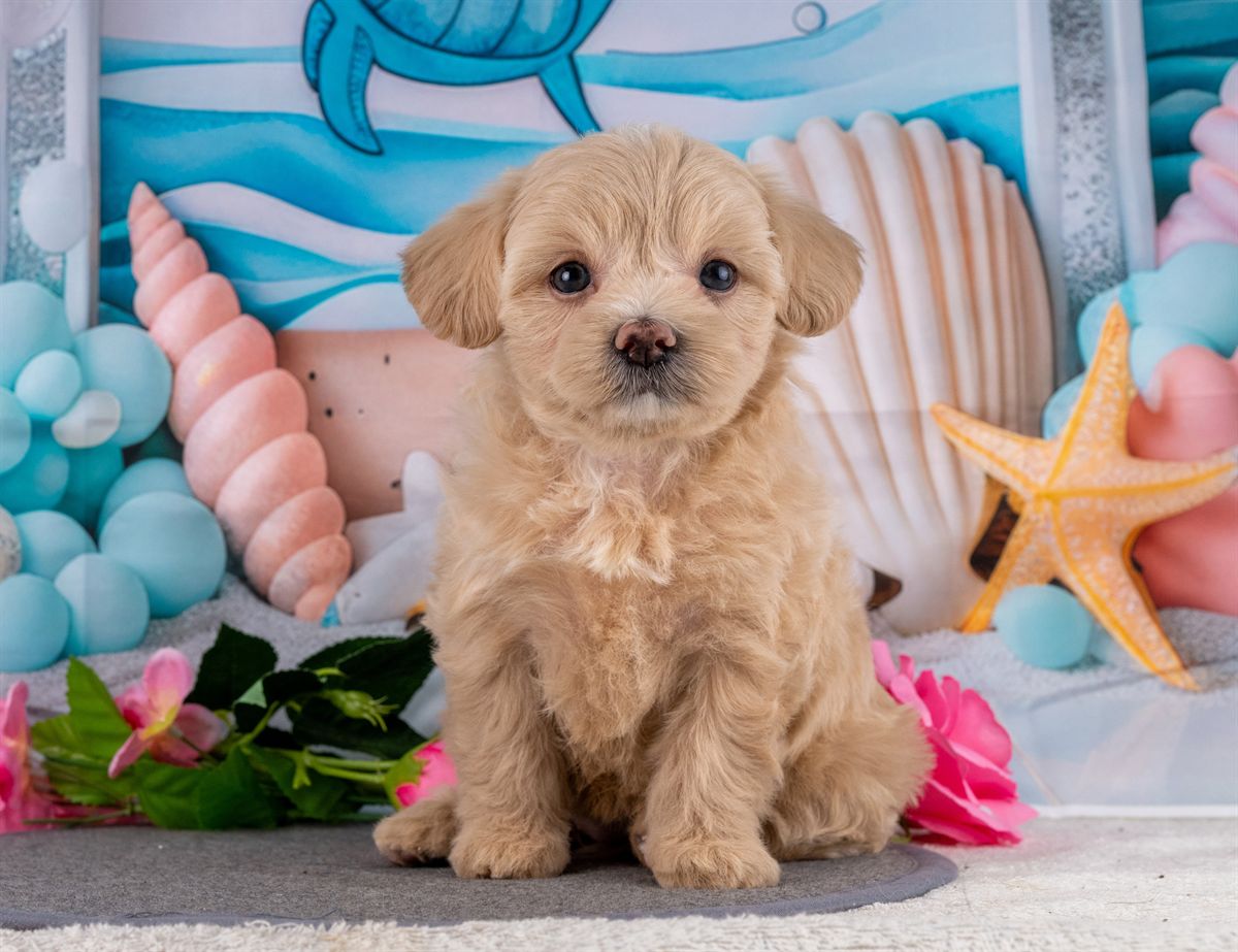 マルプー | 女の子 | クリーム | 2026年2月20日（ID:dog-4000902）