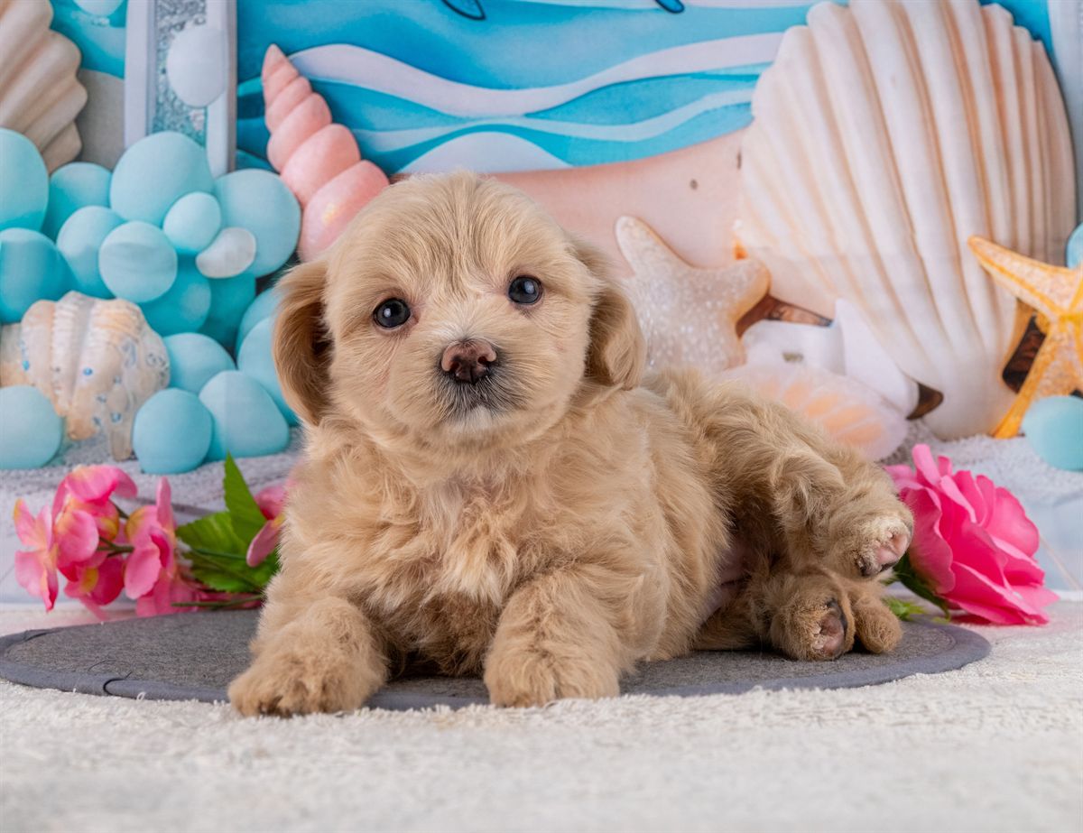 マルプー | 女の子 | クリーム | 2026年2月20日（ID:dog-4000902）