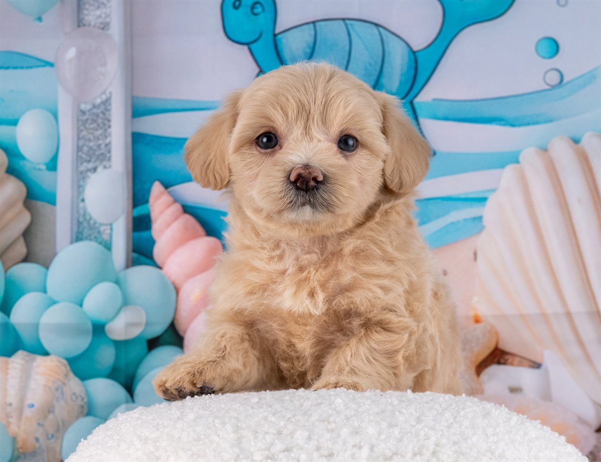 マルプー | 女の子 | クリーム | 2026年2月20日（ID:dog-4000902）