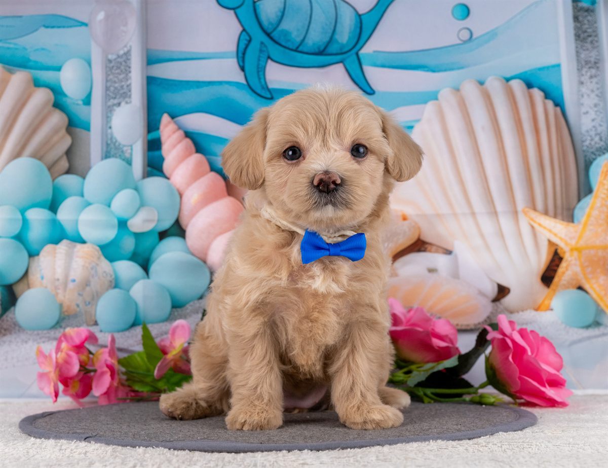 マルプー | 女の子 | クリーム | 2026年2月20日（ID:dog-4000902）