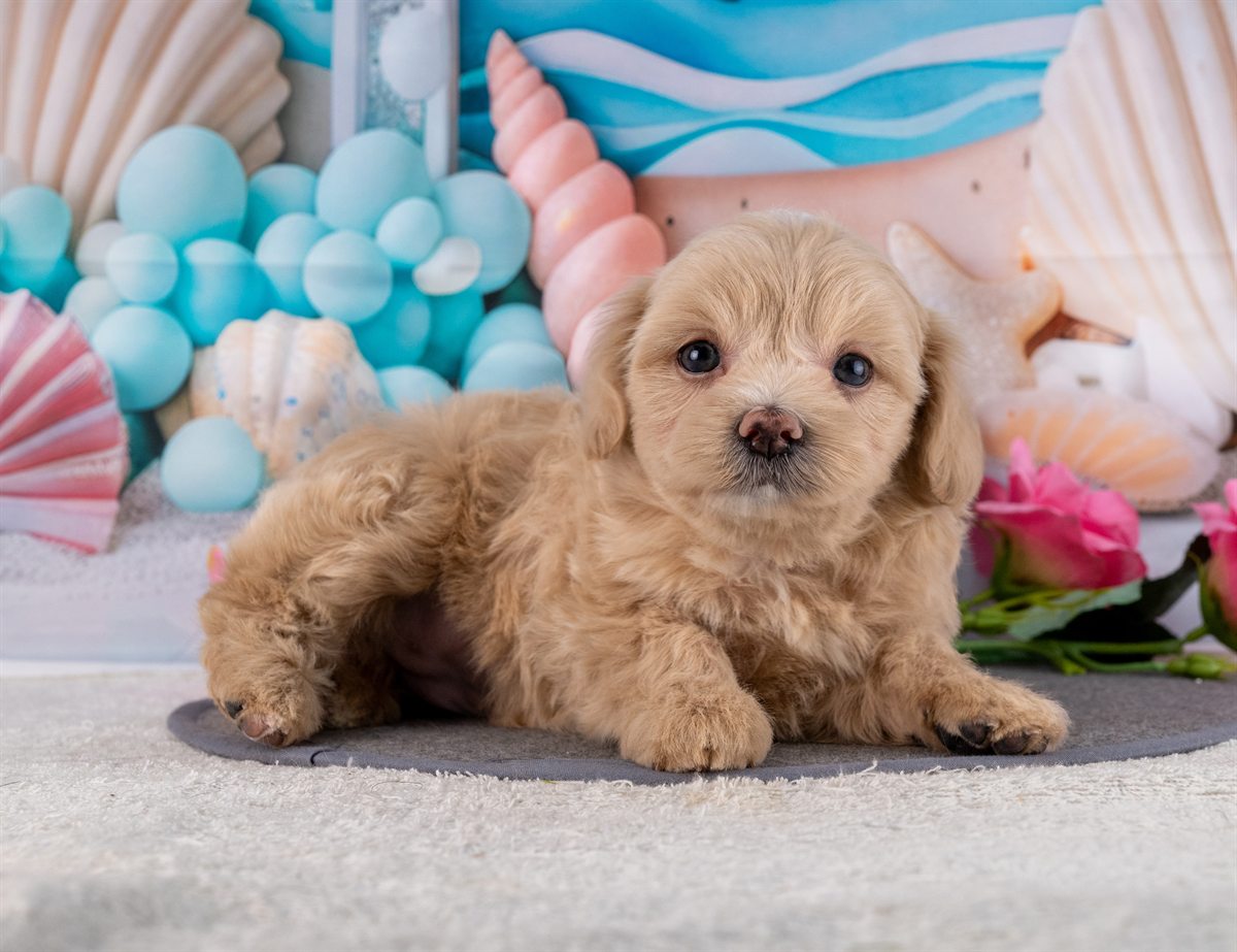 マルプー | 女の子 | クリーム | 2026年2月20日（ID:dog-4000902）