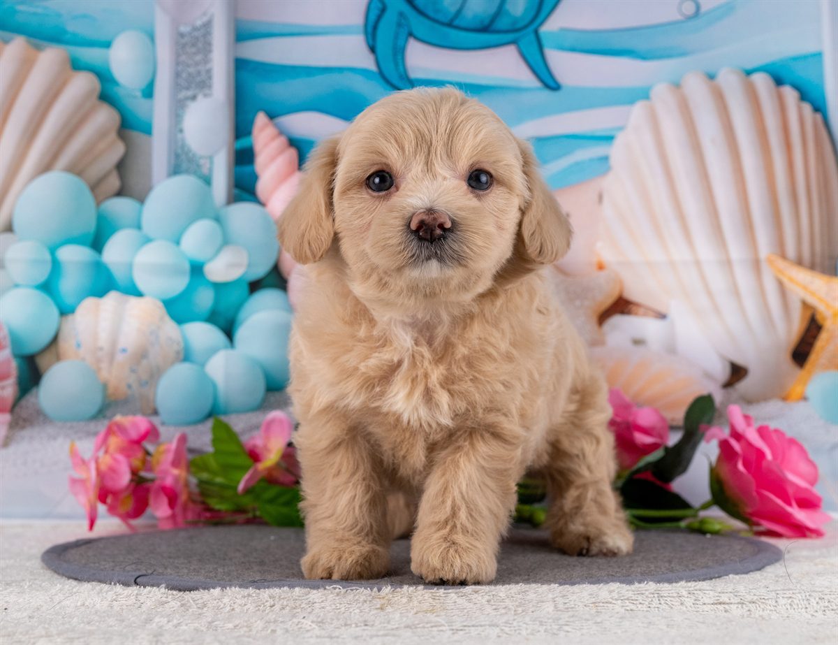 マルプー | 女の子 | クリーム | 2026年2月20日（ID:dog-4000902）