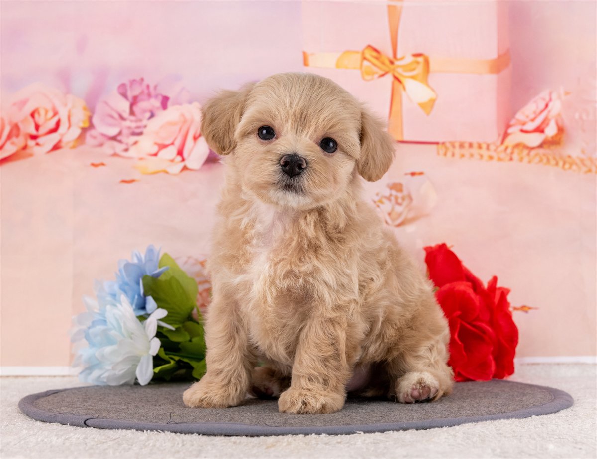 マルプー | 男の子 | クリーム | 2026年2月20日（ID:dog-4000903）