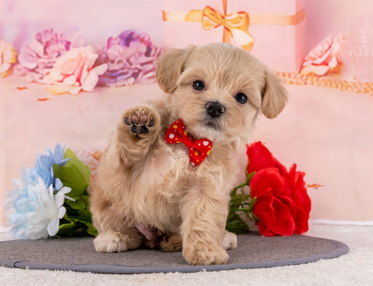 マルプー | 男の子 | クリーム | 2026年2月20日（ID:dog-4000903）