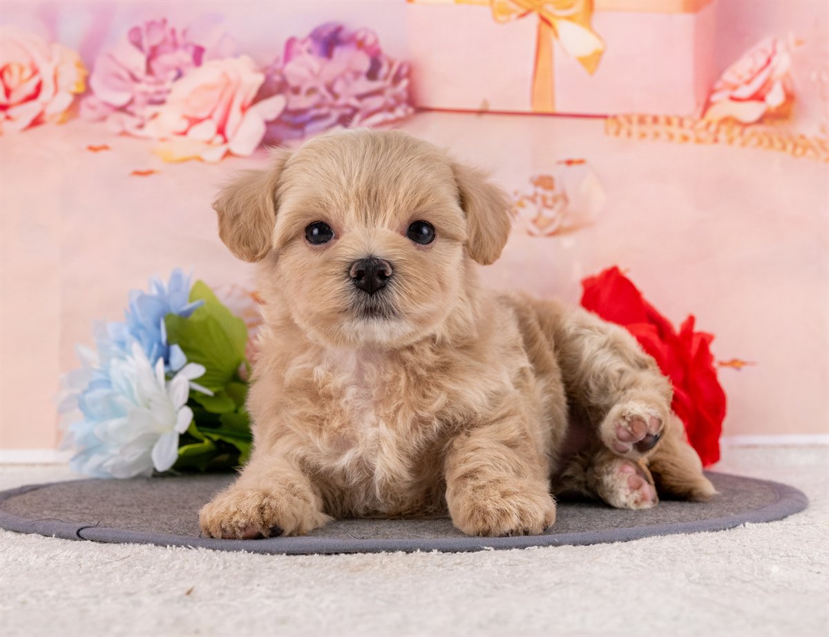 マルプー | 男の子 | クリーム | 2026年2月20日（ID:dog-4000903）