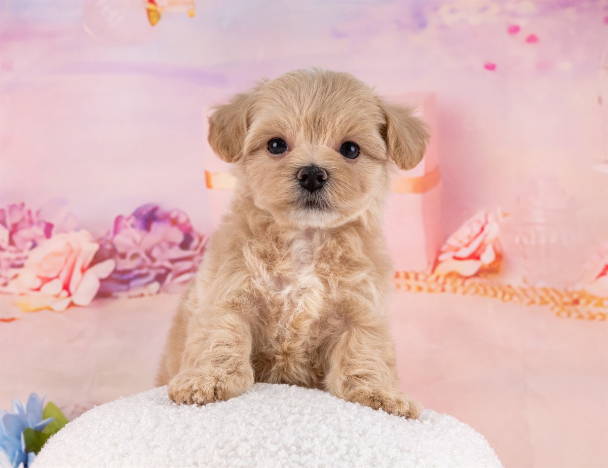 マルプー | 男の子 | クリーム | 2026年2月20日（ID:dog-4000903）