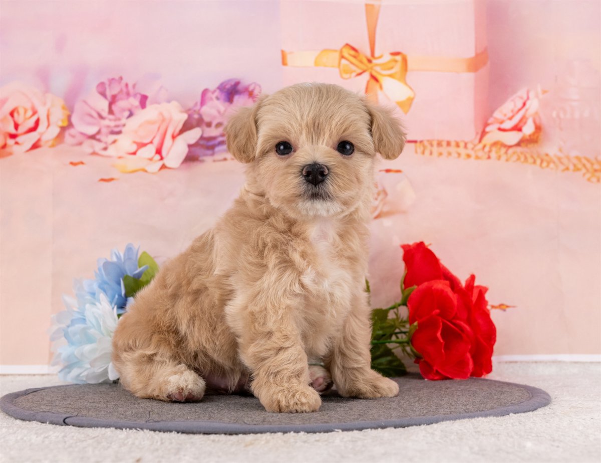 マルプー | 男の子 | クリーム | 2026年2月20日（ID:dog-4000903）