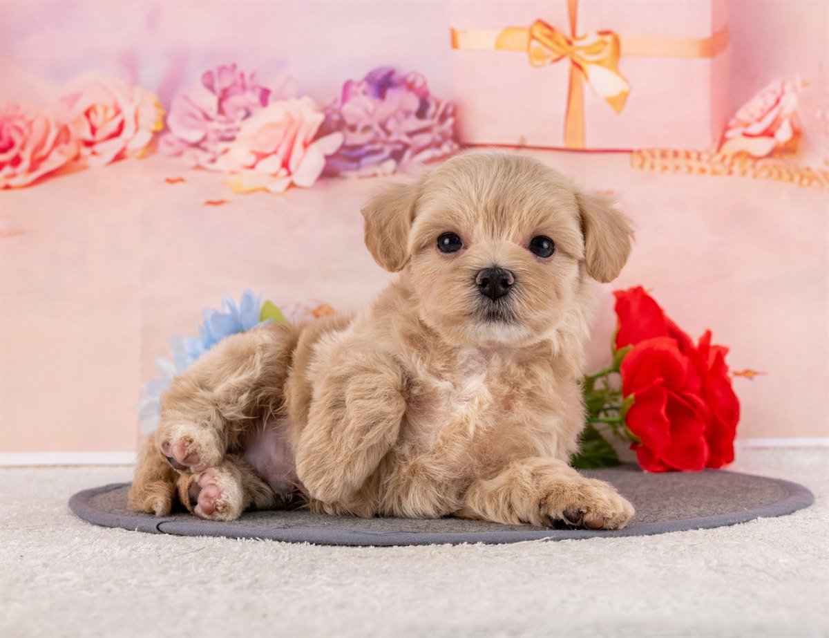 マルプー | 男の子 | クリーム | 2026年2月20日（ID:dog-4000903）