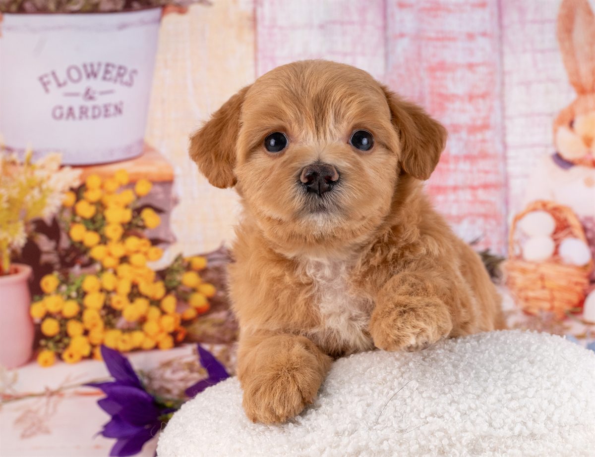 マルプー | 男の子 | アプリコット | 2026年2月20日（ID:dog-4000904）