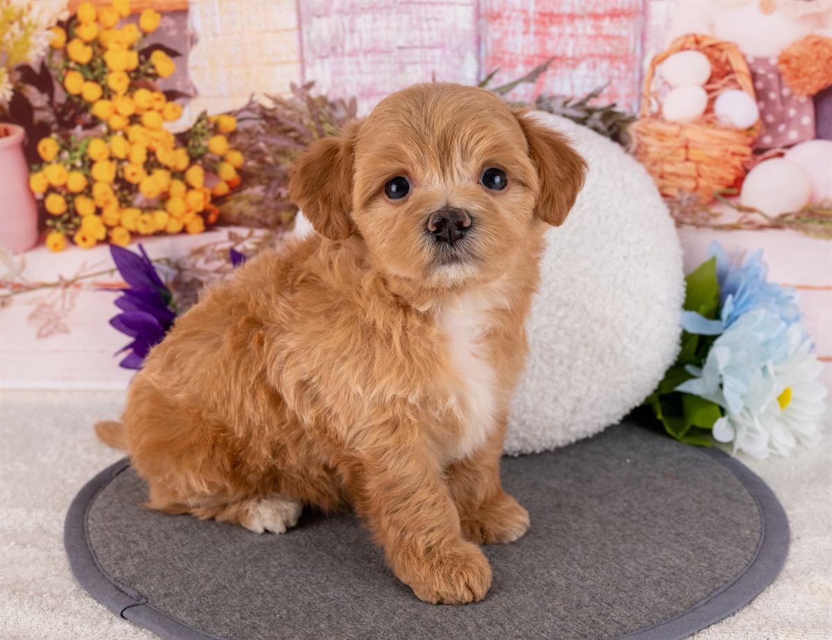 マルプー | 男の子 | アプリコット | 2026年2月20日（ID:dog-4000904）