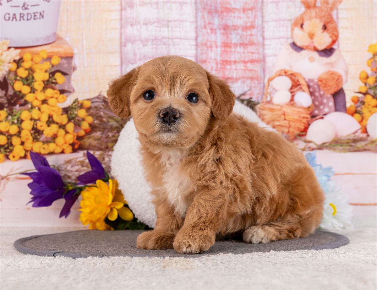 マルプー | 男の子 | アプリコット | 2026年2月20日（ID:dog-4000904）