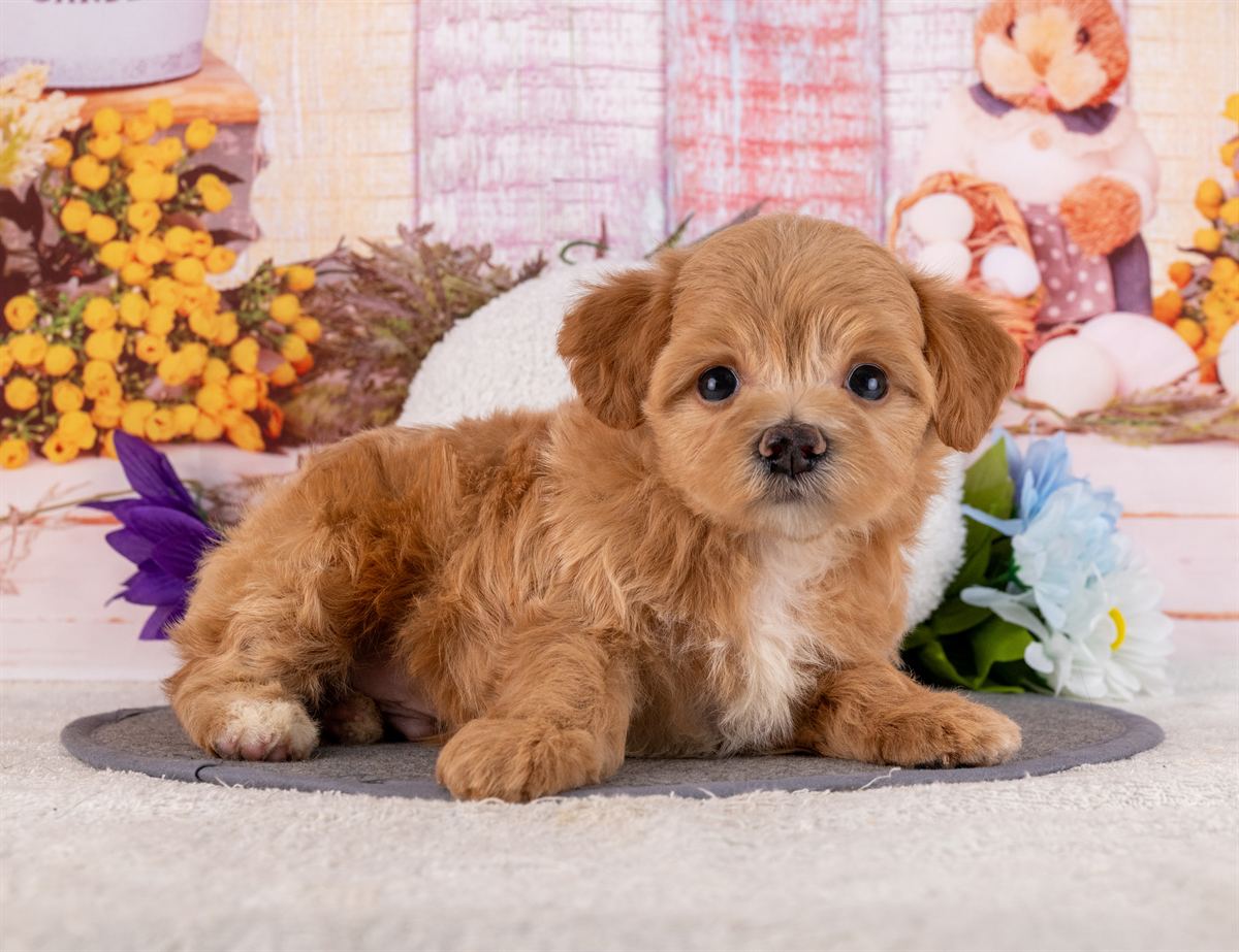 マルプー | 男の子 | アプリコット | 2026年2月20日（ID:dog-4000904）