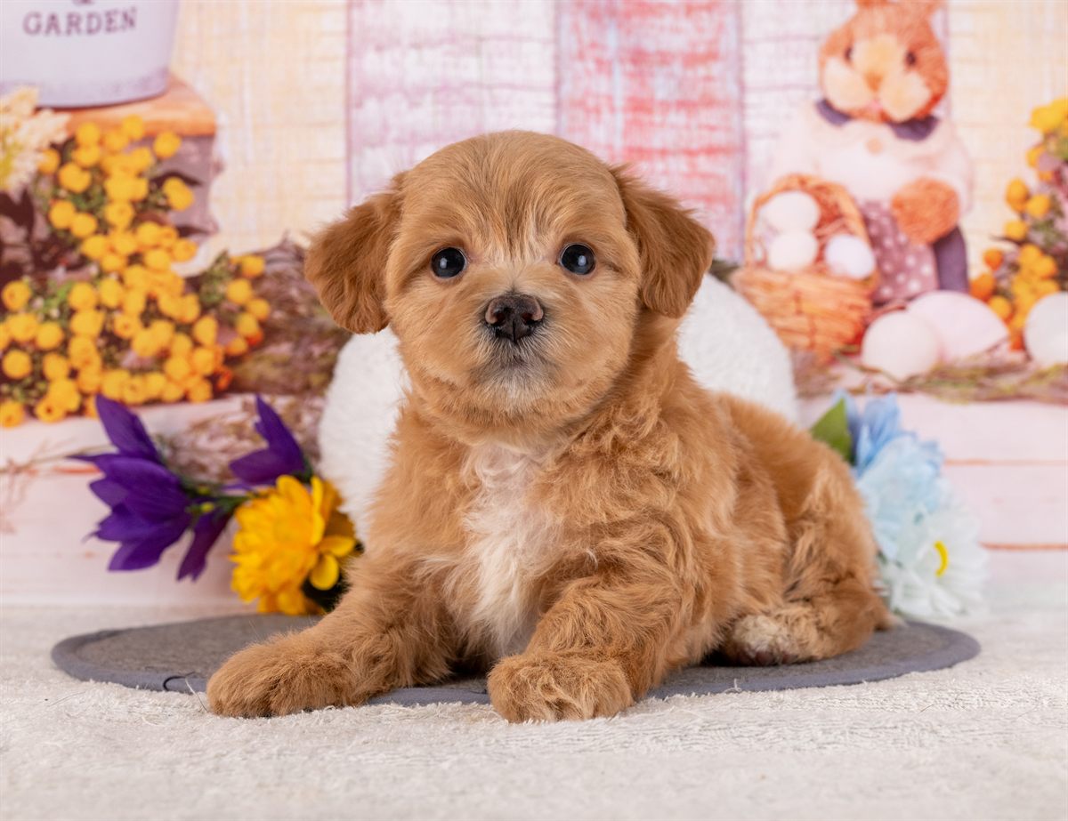 マルプー | 男の子 | アプリコット | 2026年2月20日（ID:dog-4000904）