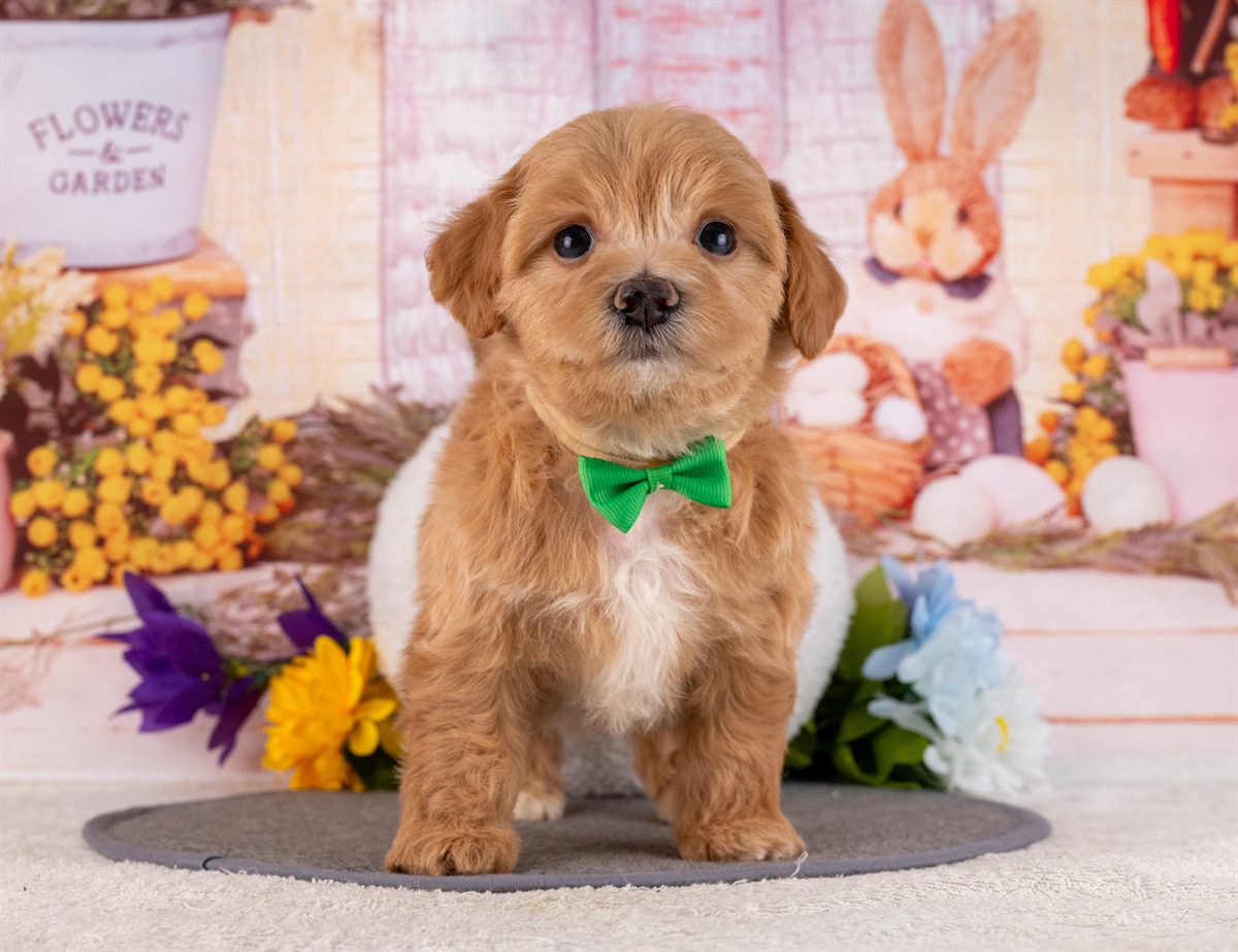 マルプー | 男の子 | アプリコット | 2026年2月20日（ID:dog-4000904）