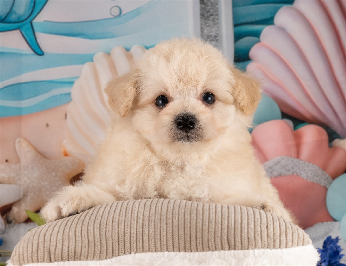 ポメプー | 男の子 | クリーム | 2026年2月23日（ID:dog-4000905）