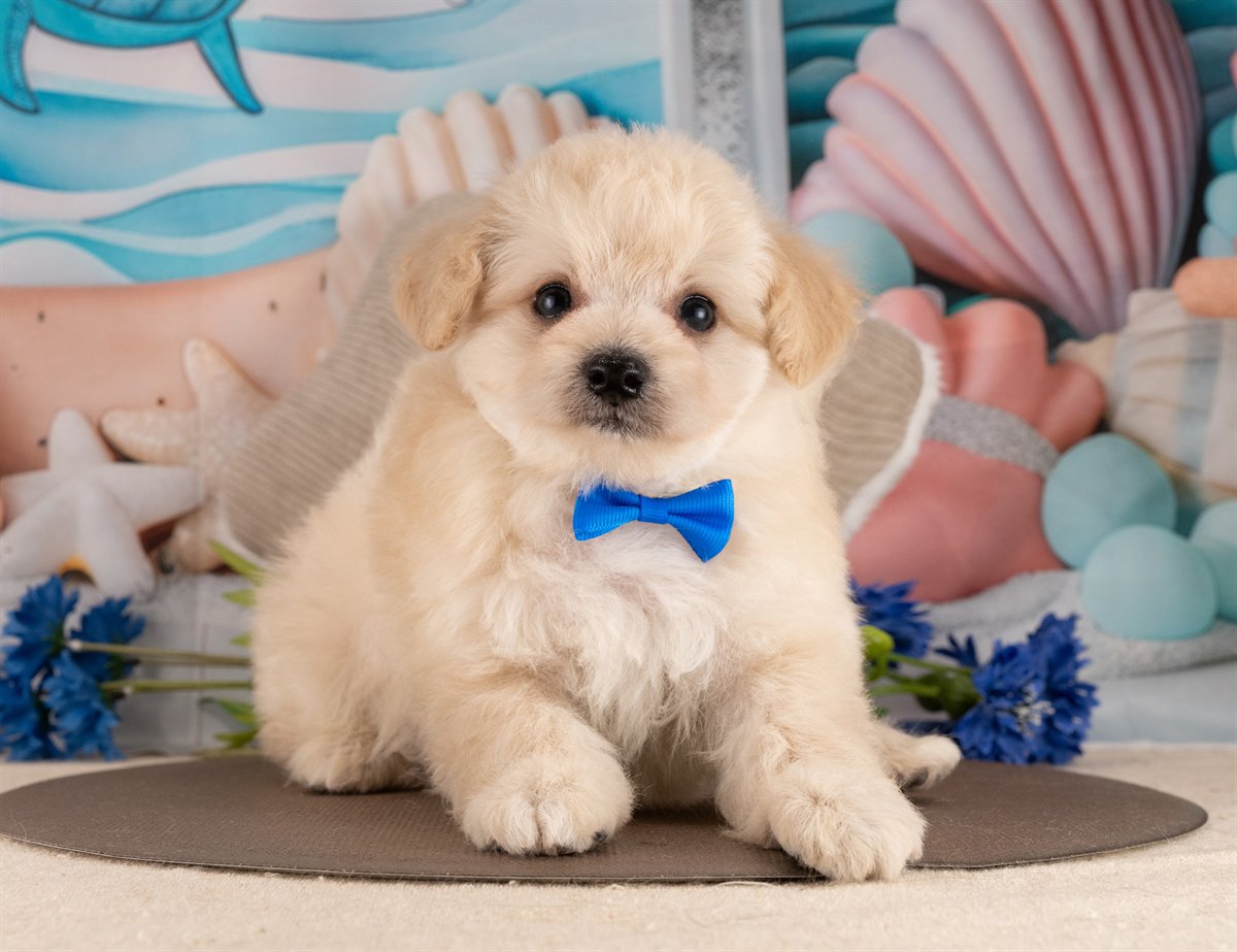 ポメプー | 男の子 | クリーム | 2026年2月23日（ID:dog-4000905）