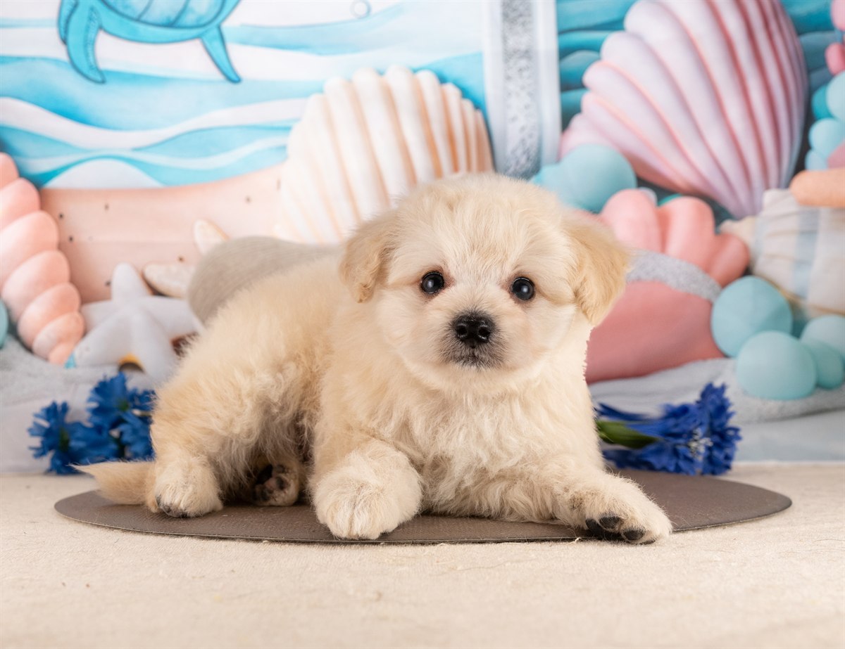 ポメプー | 男の子 | クリーム | 2026年2月23日（ID:dog-4000905）