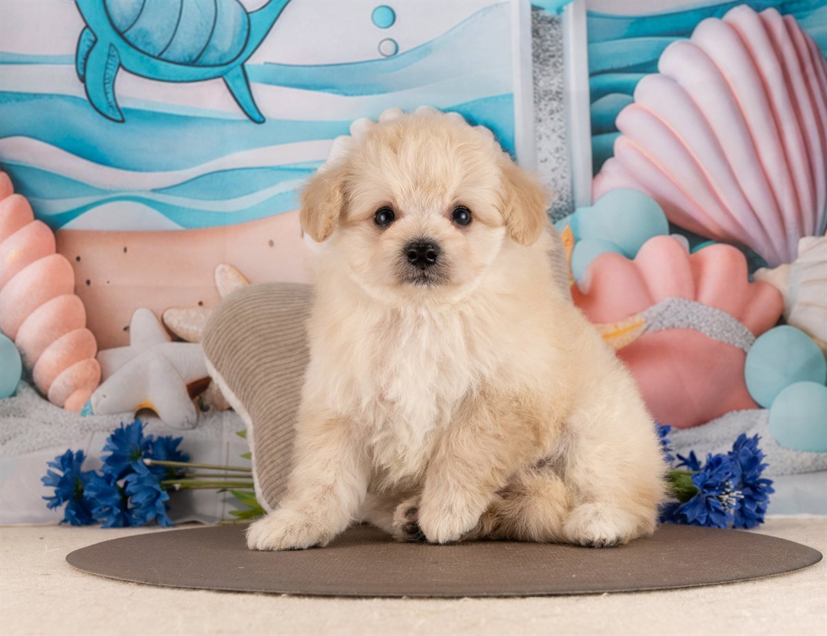 ポメプー | 男の子 | クリーム | 2026年2月23日（ID:dog-4000905）