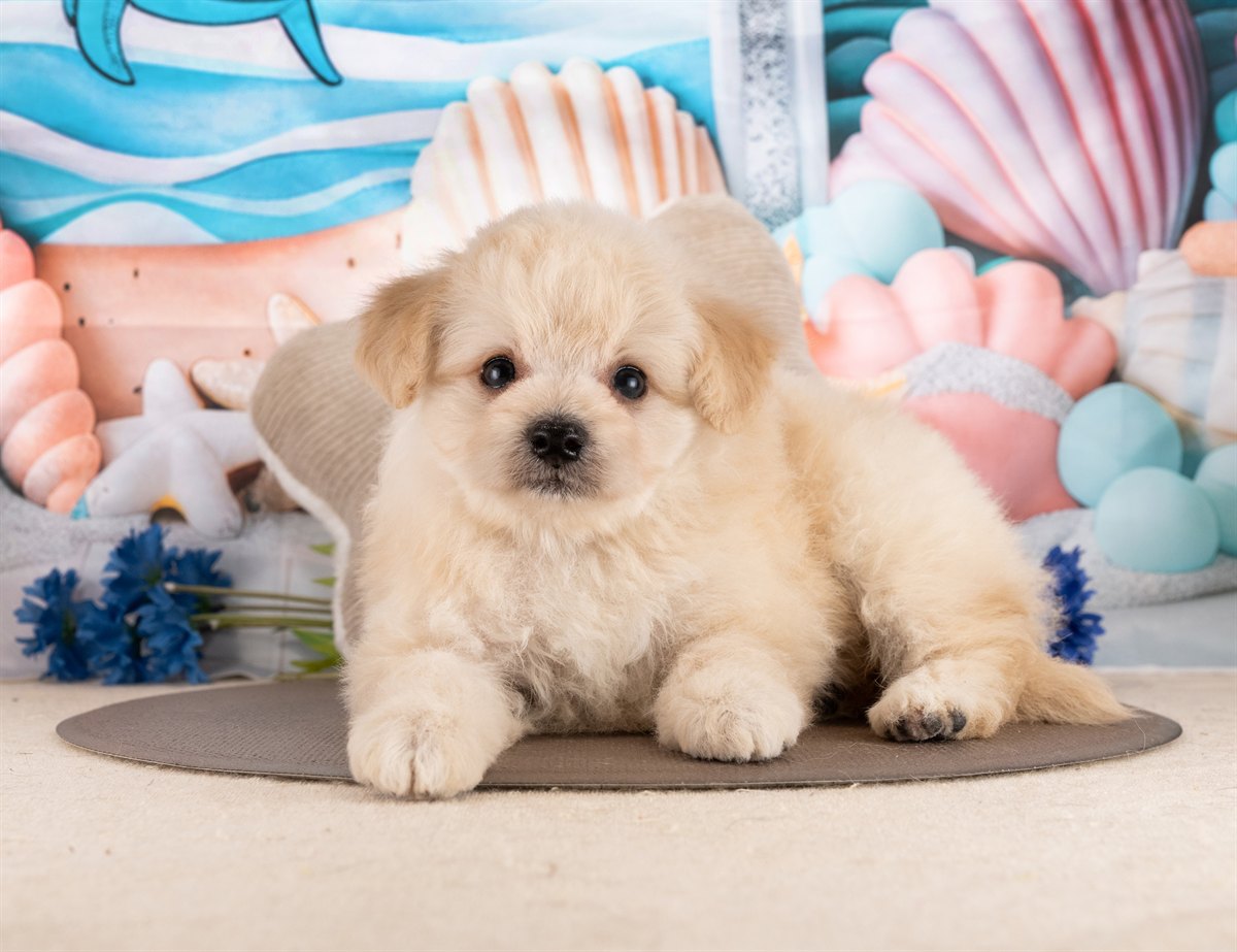 ポメプー | 男の子 | クリーム | 2026年2月23日（ID:dog-4000905）