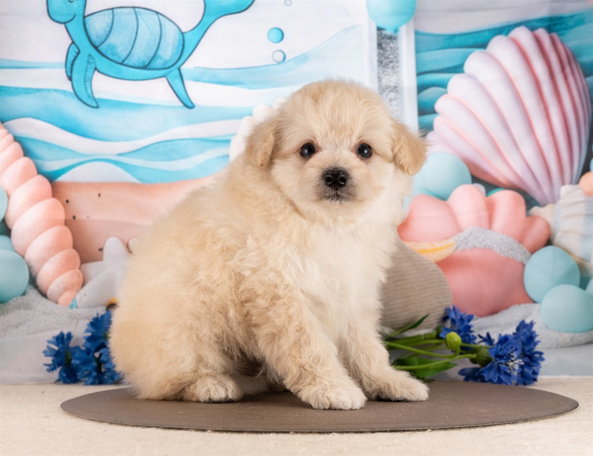 ポメプー | 男の子 | クリーム | 2026年2月23日（ID:dog-4000905）