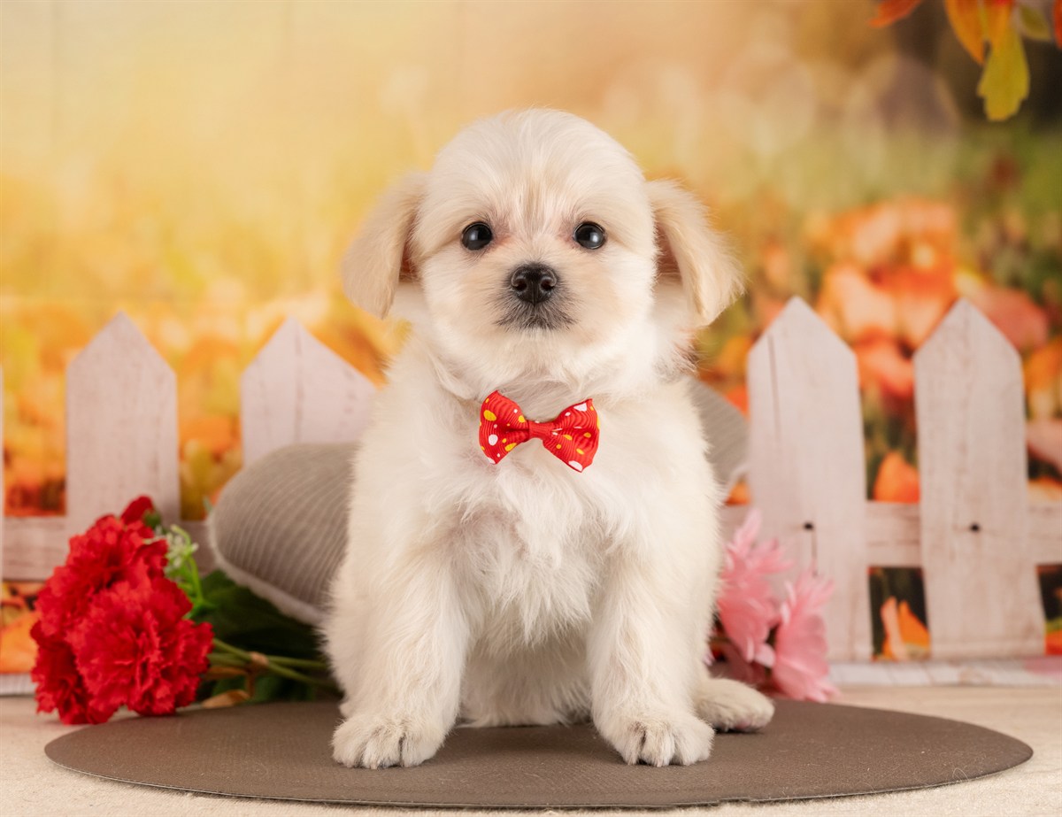 ポメプー | 女の子 | クリーム | 2026年2月23日（ID:dog-4000906）