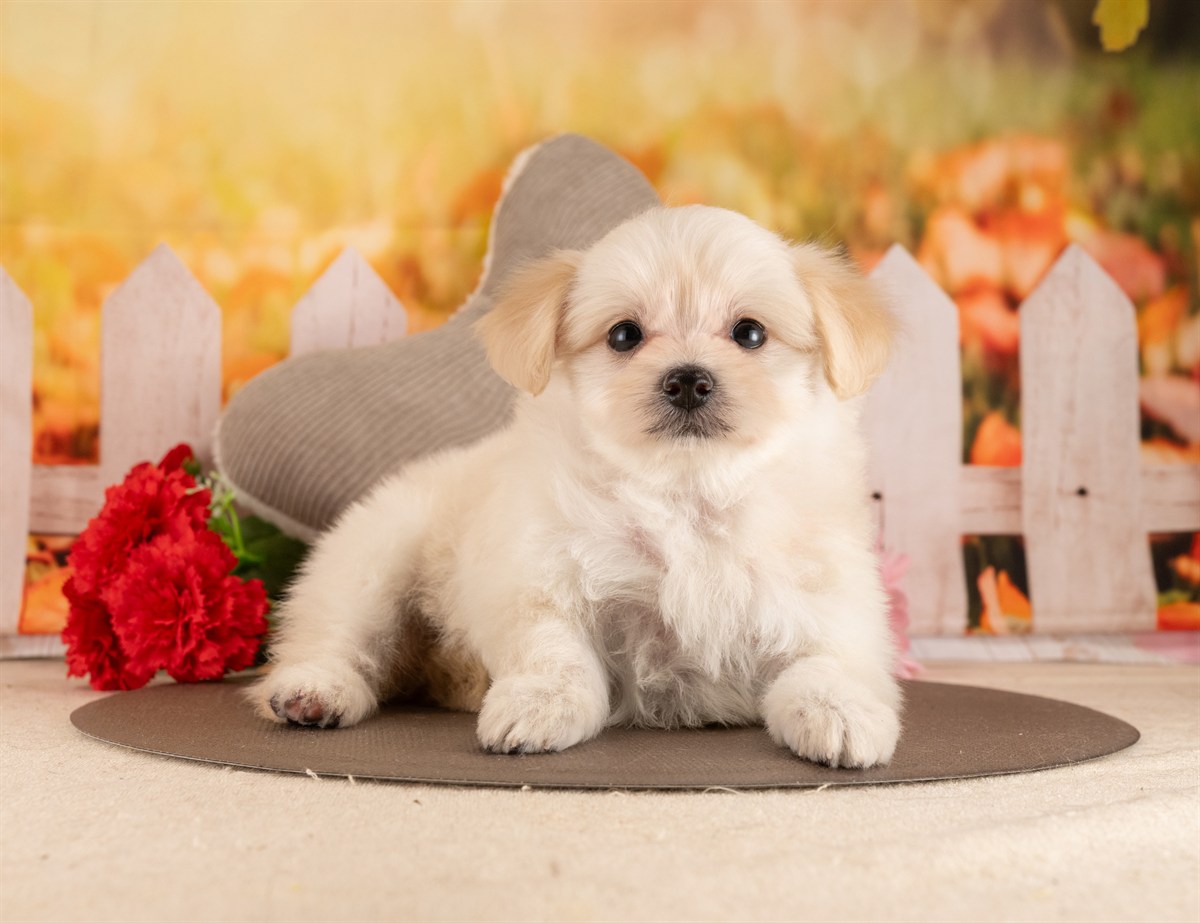 ポメプー | 女の子 | クリーム | 2026年2月23日（ID:dog-4000906）