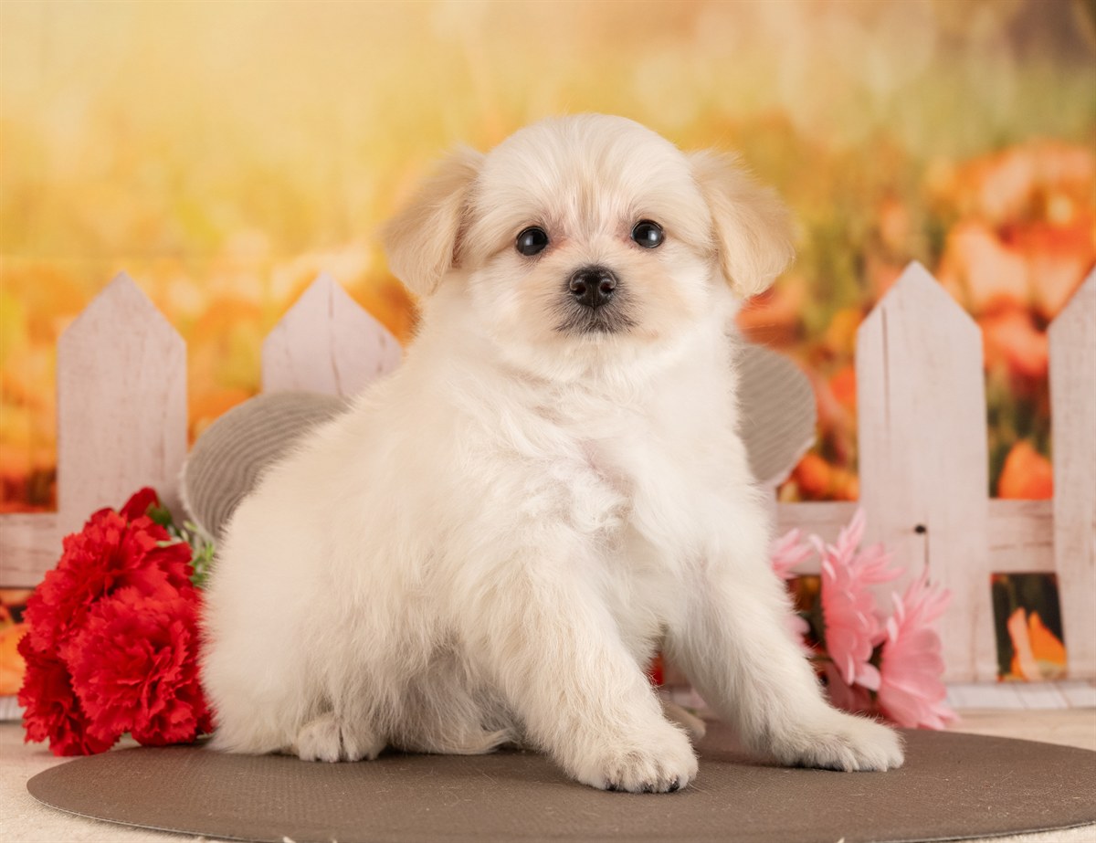 ポメプー | 女の子 | クリーム | 2026年2月23日（ID:dog-4000906）