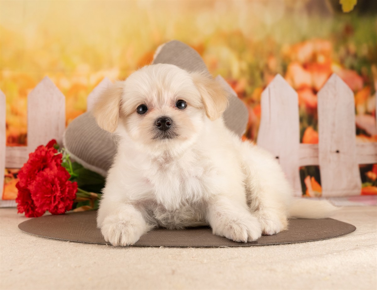 ポメプー | 女の子 | クリーム | 2026年2月23日（ID:dog-4000906）