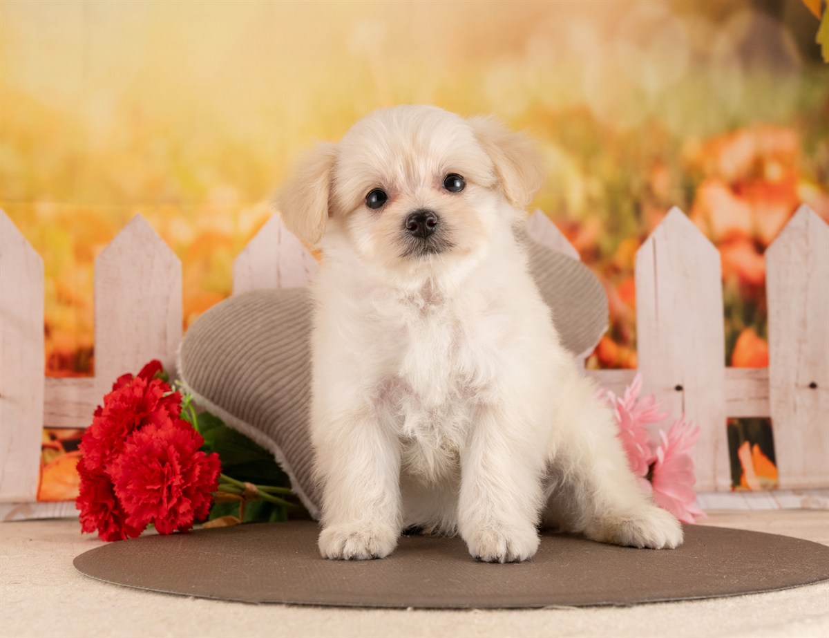 ポメプー | 女の子 | クリーム | 2026年2月23日（ID:dog-4000906）