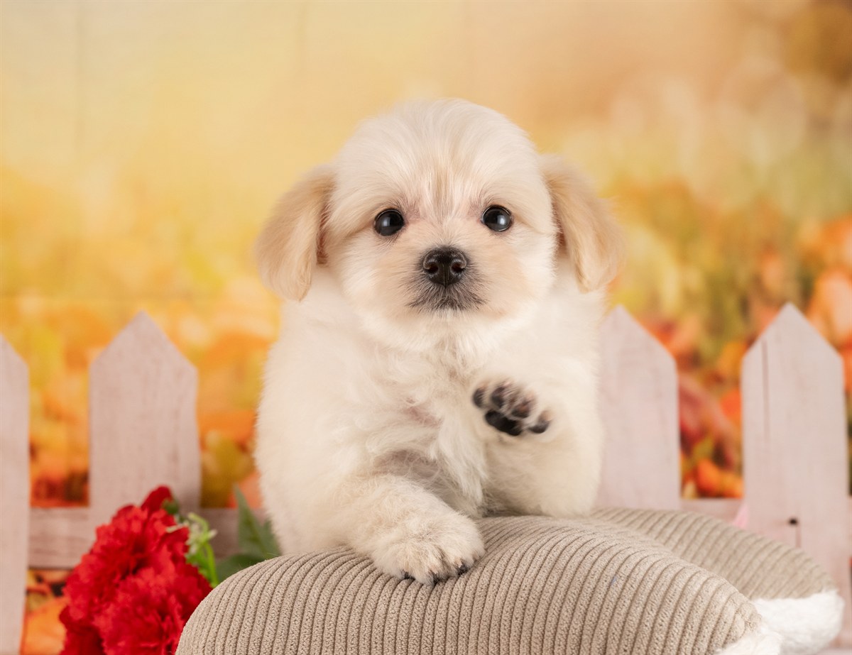 ポメプー | 女の子 | クリーム | 2026年2月23日（ID:dog-4000906）