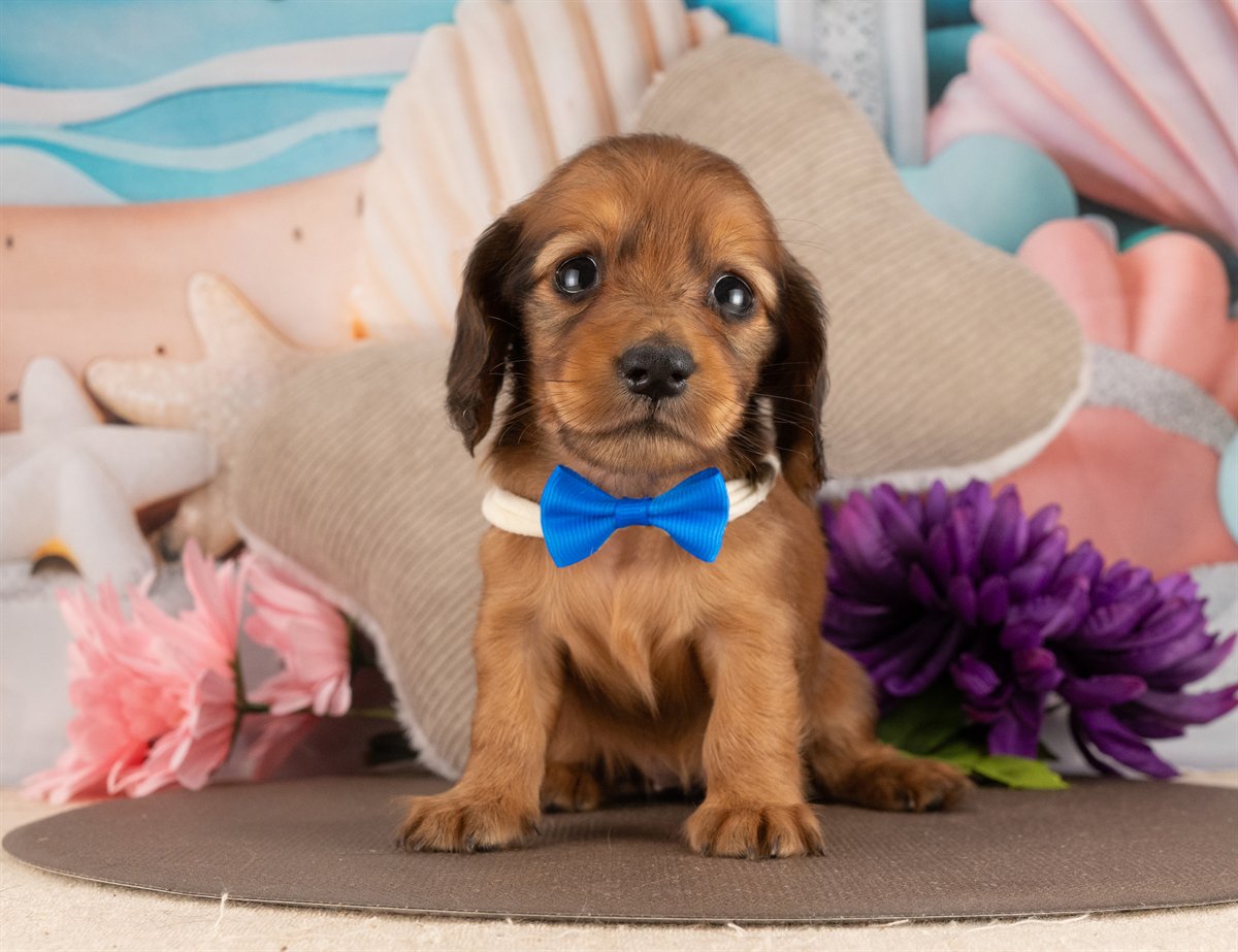 カニンヘン・ダックスフンド(ロング) | 女の子 | シェーデッドレッド | 2026年3月2日（ID:dog-4000924）