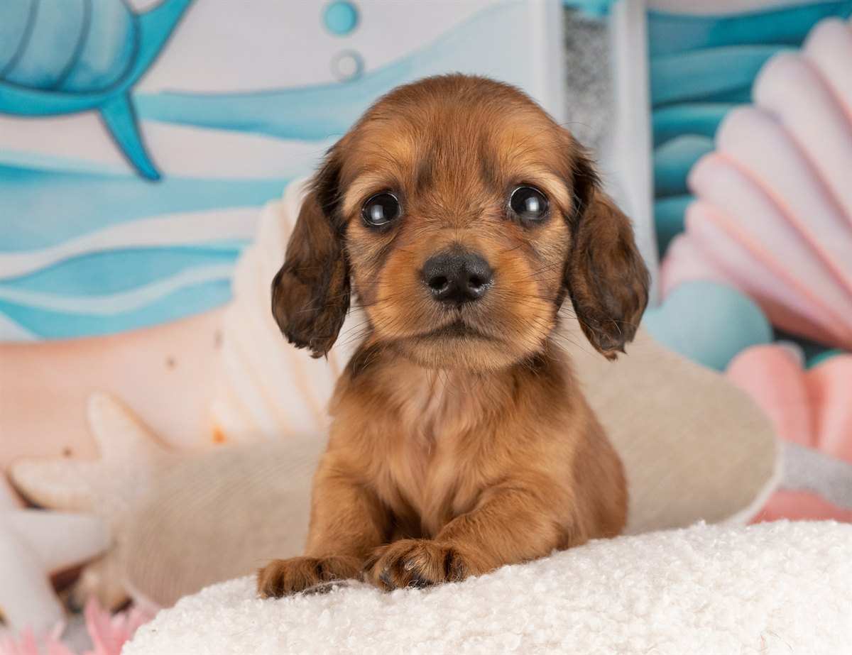 カニンヘン・ダックスフンド(ロング) | 女の子 | シェーデッドレッド | 2026年3月2日（ID:dog-4000924）