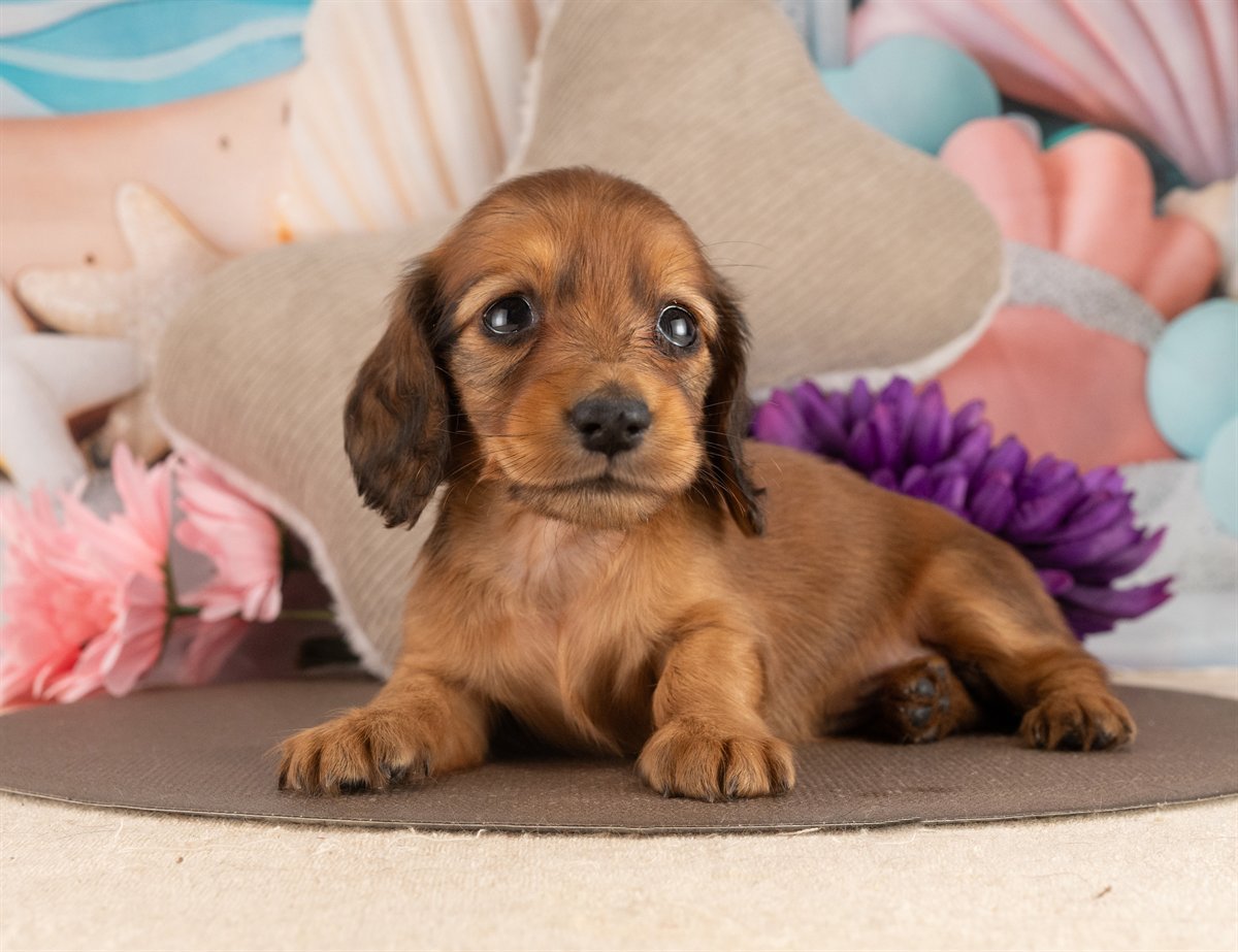 カニンヘン・ダックスフンド(ロング) | 女の子 | シェーデッドレッド | 2026年3月2日（ID:dog-4000924）