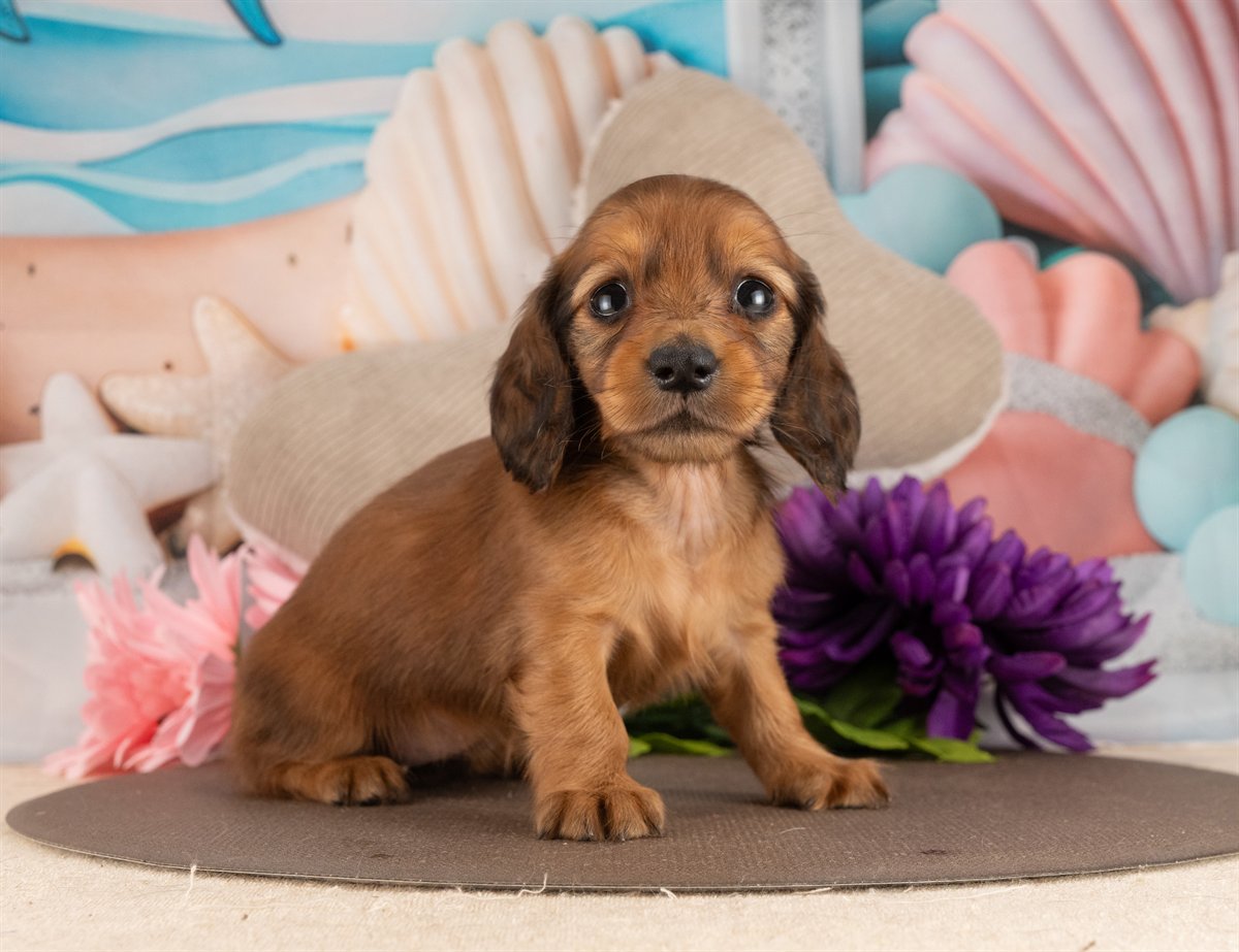 カニンヘン・ダックスフンド(ロング) | 女の子 | シェーデッドレッド | 2026年3月2日（ID:dog-4000924）